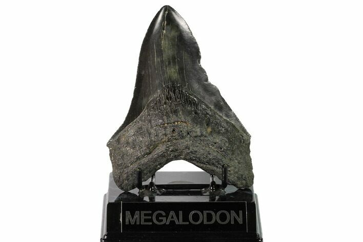 Fossil Megalodon Tooth - Georgia #145463